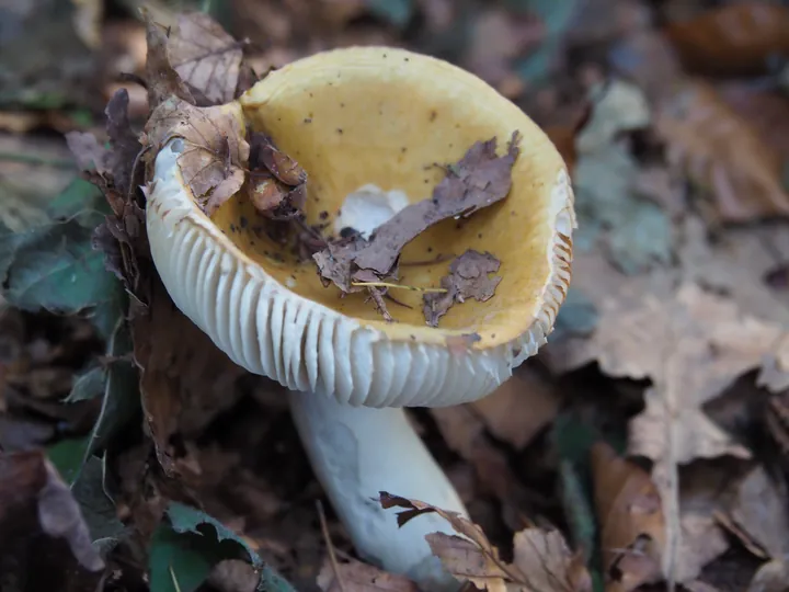 Vagevuurbos an Lippensgoed-Bulskampveld (Belgium)